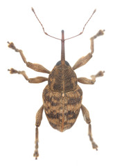 Hazel nut weevil, Curculio nucum isolated on white background
