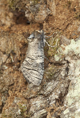 Goat Moth (Cossus cossus) camouflaged on oak