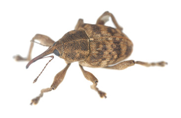 Hazel nut weevil, Curculio nucum isolated on white background