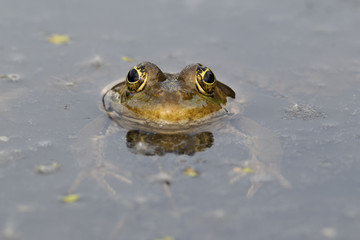 Marsh frog, Rana ridibunda
