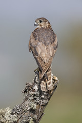 Merlin, Falco columbarius
