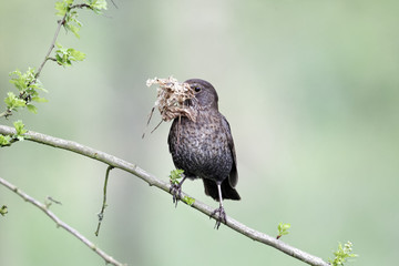 Blackbird, Turdus merula