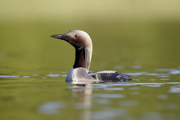 Black-throated diver, Gavia arctica