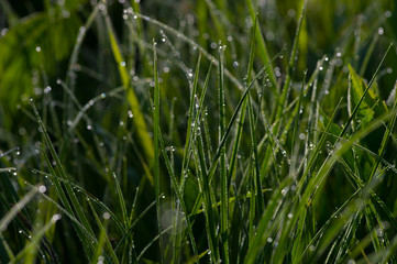 田代湿原の朝露