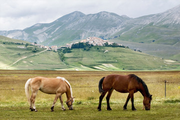 Fototapeta na wymiar Cavalli al pascolo a Castelluccio di Norcia - horses grazing