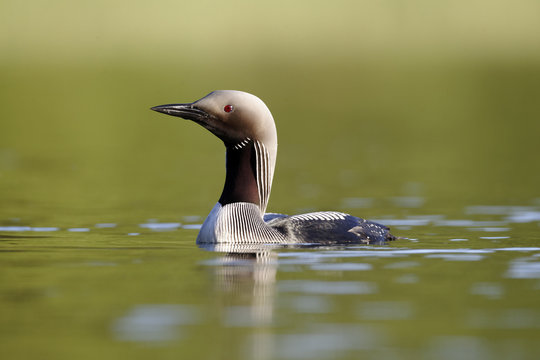 Black-throated Diver, Gavia Arctica