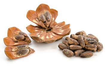 Pinienkerne mit Schale