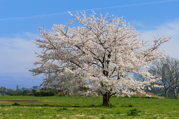 Obraz premium 桜-Prunus sp.