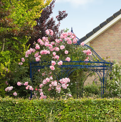 Naklejka premium Pink roses growing over gazebo, arbour or bower