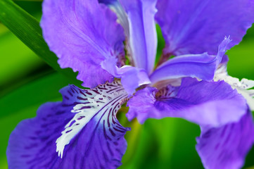 ヒオウギアヤメ-Iris setosa