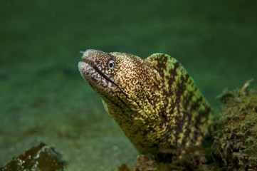 ウツボ-Gymnothorax kidako