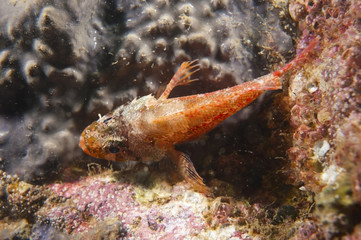 イソカサゴ-Scorpaenodes littoralis