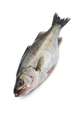 スズキ-Lateolabrax japonicus