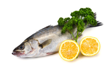 スズキ-Lateolabrax japonicus