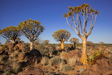 4 quiver trees