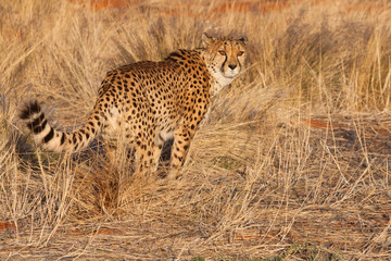 cheetah in the grass