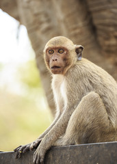 Crab - eating macaque (Macaca irus) 