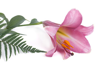 Fototapeta na wymiar Pink lily flower and fern leaf isolated on white background