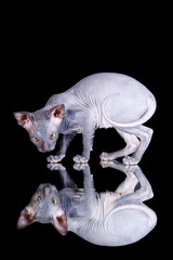 Sphinx cat on black background
