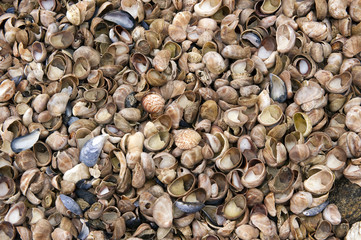 muschelbank