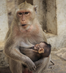 Baby sucking breast mother monkey