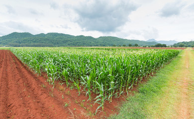 Fototapeta na wymiar Corn plantation in Thailand