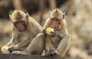 long-tailed macaque eating food