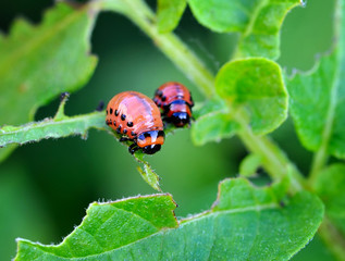Larvae of the Colorado beetle
