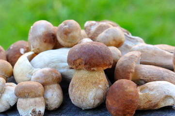 A group of Boletus Edulis on a natural background