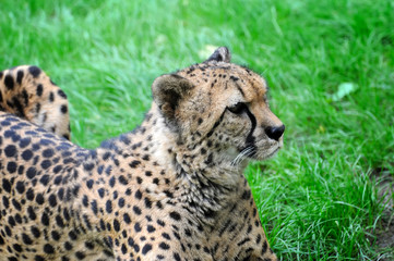 Beautiful cheetah on a green grass