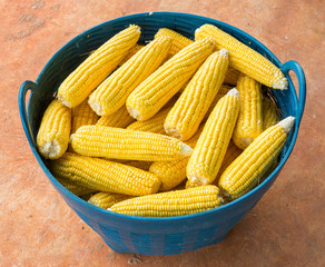 Thai sweet corn