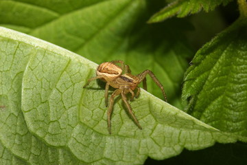 Spinne auf Blatt