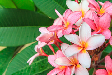 red Frangipani flowers