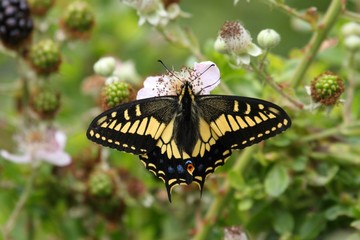 Oregon Swallowtail Butterfly (Papilio oregonius)