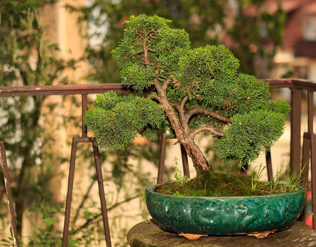 Chinesischer Bonsai Baum