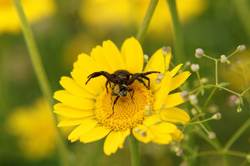 Spinne beim Fressen