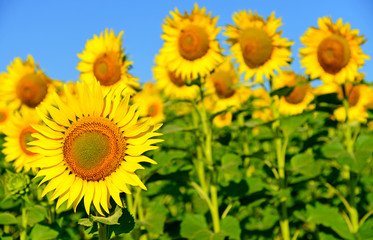 A beautiful sunflower field
