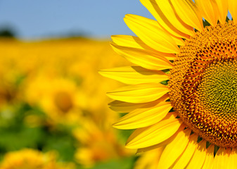 A beautiful sunflower field