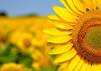 Wandcirkels plexiglas A beautiful sunflower field © Victor Lauer