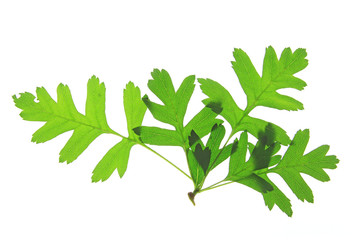 Weissdornblätter (Crataegus)