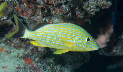 Fototapeta na wymiar An Atlantic Ocean Species of Fish