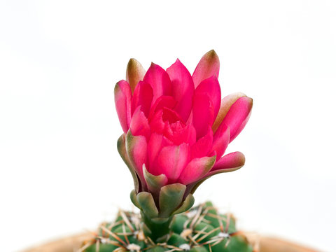 Cactus with red blossom and white background