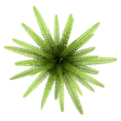 top view of fern plant in pot isolated on white background