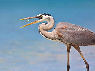 Great blue heron (ardea herodias)  catching a fish