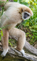 Obraz premium Monkey