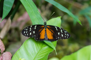 beautiful butterfly