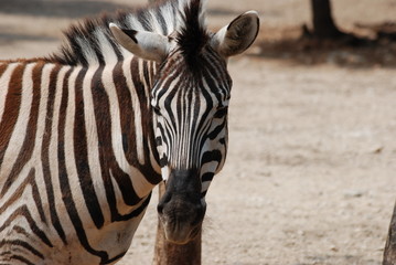 Naklejka premium zebre