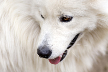 White dog portrait