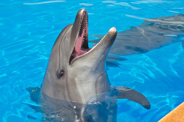 dolphin