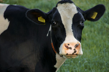 Portait of a young Dutch cow